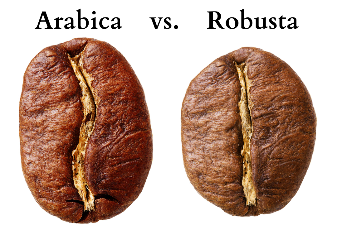 Arabica vs. Robusta-Kaffee